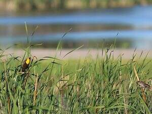 bird in reeds by lake